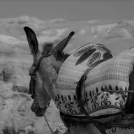 بهيم الوليّ