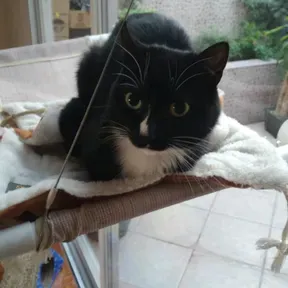 Perrochodebil