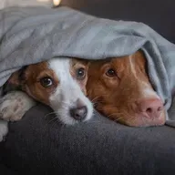 Temperaturas mais baixas: os cuidados com as doenças respiratórias infecciosas em cães e gatos