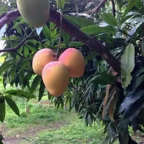 XEJR.LA NAYARITA