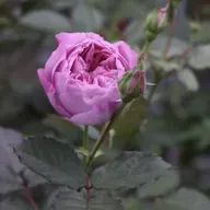 Programa - VIVER A LITURGIA - 4º Domingo da Quaresma - 15.03.2025