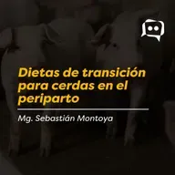 Dietas de transición para cerdas en el periparto