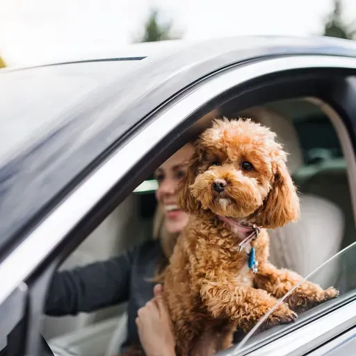 Новые правила транспортировки животных