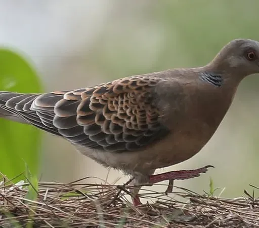 First sighting of Oriental Turtle Dove in Ireland