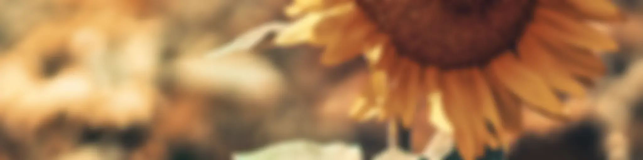 #SunflowaPowa 🌻