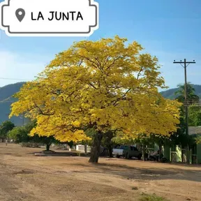 La Junta Stereo