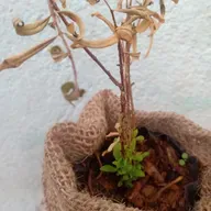 Ao cheiro da Água brotará! 