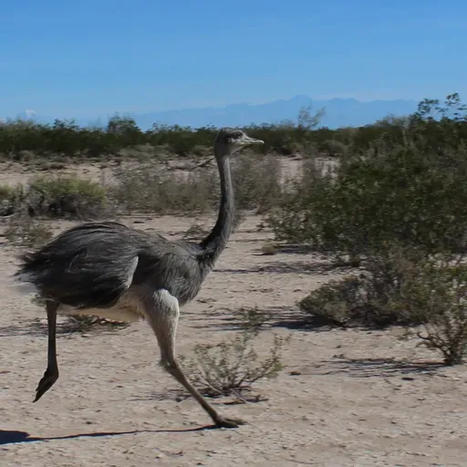 Biodiversidad: Salud, comida y futuro dependen de ella