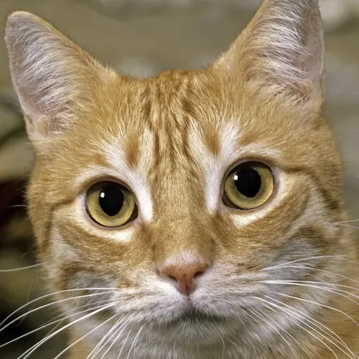 Die Tierdocs: Katze greift ins Lenkrad