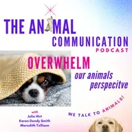 Overwhelm and our Animal's Perspective