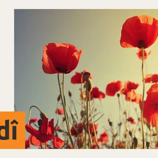 Guhdare tevahiya bernameya Kurdî bike