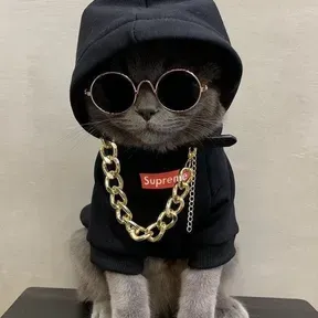 BOLACHA
