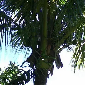 GIBEU SONORIZACAO