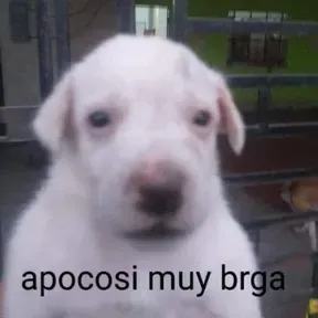 Kevoma stereo