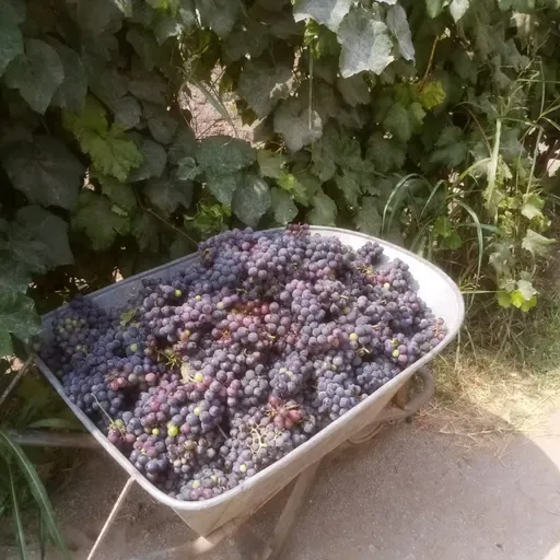 Evangelio del 20 de febrero