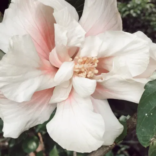 podcast sobre prejuicios