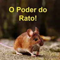 As Cartas Xamânicas, os Animais e seu Poder- O Rato