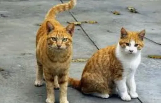 Preocupación por el alto número de gatos abandonados en Novelda