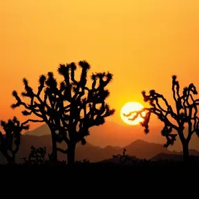 The Sun Network
