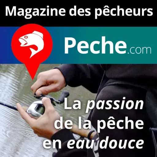 La grande roussette, un petit requin inoffensif présent sur nos côtes