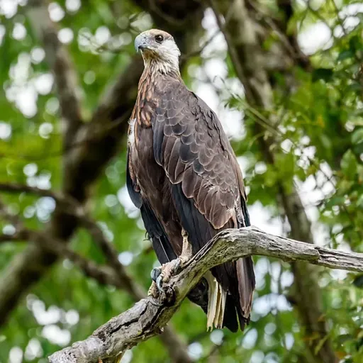 Protecting the Madagascar Fish-Eagle