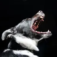Por que alguns cães podem ser agressivos?
