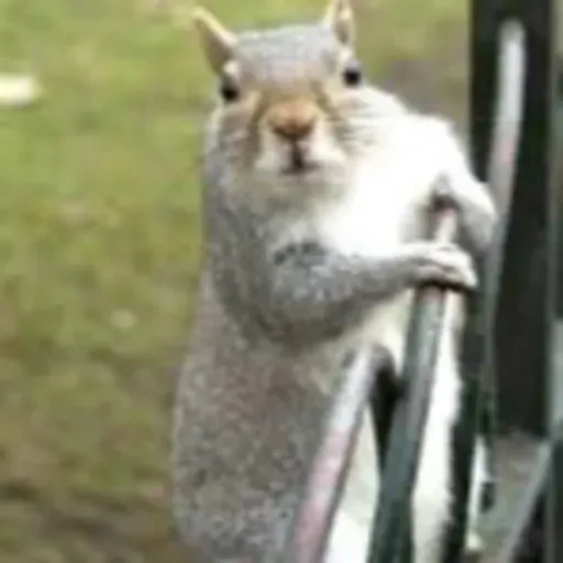 The Podd Couple with Andie Harper and Ronnie Barbour: "Squirrel Condoms"