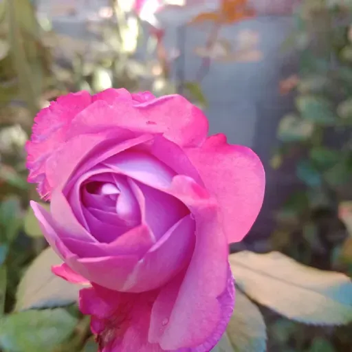 Episodio 17 - Sentir dentro - integrar. El podcast de Nilda Rosa Acosta Rojas