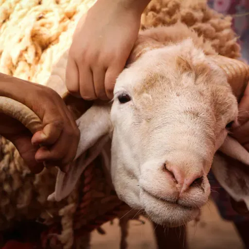 Do Christians Celebrate Eid al-Adha?