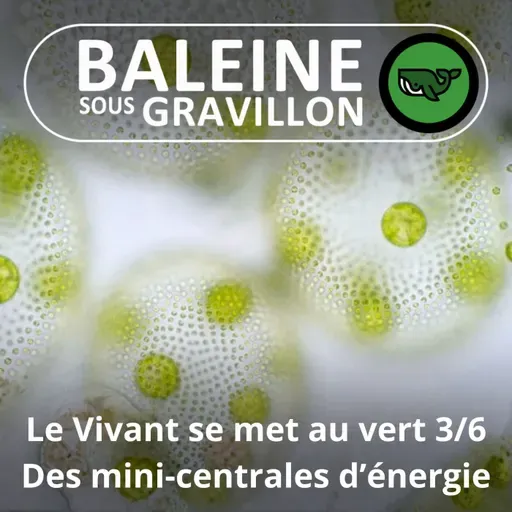 S07E75 Et le Vivant se mit au vert 3/6 : Les feuilles, des mini-centrales d'énergie