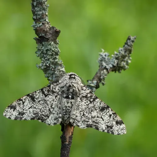 Evolution’s Stubborn Icons: Peppered Moths and Miller-Urey Still Shambling Along