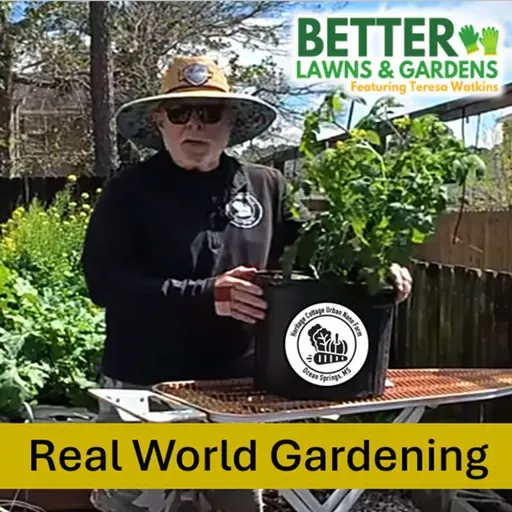 S2 Ep439: Better Lawns and Gardens Hour 2 Gary Bachman Container Tomatoes March 28, 2026