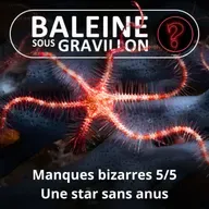 S07E112 Vous avez dit bizarre ? Manques 5/5 : L'Ophiure, une star fragile et sans anus