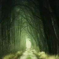 Historia 'El camino en la selva'
