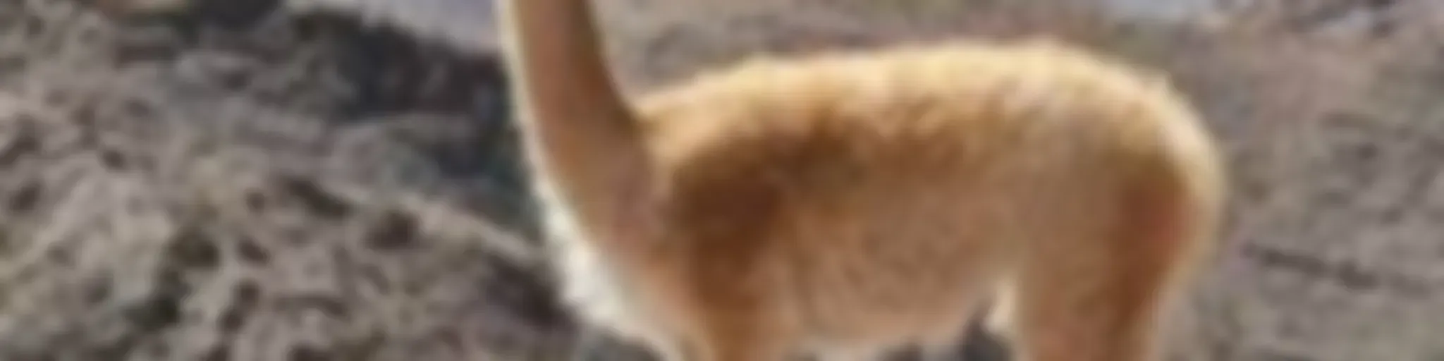 La vicuñita