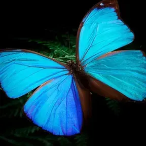 Blue Petal