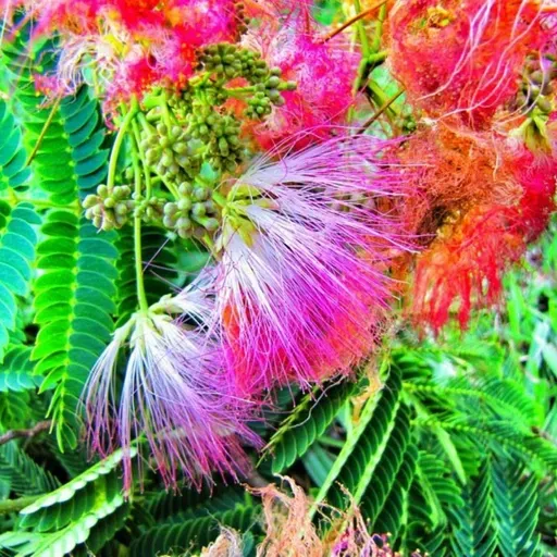 Station jingle Intro Music Events fasion.mp3