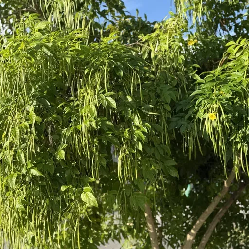 HÁBLAME DE TU EXPERIENCIA (E1986).