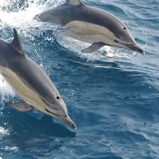 Ocean World Tour: Whale Vocal Fry, Fossilizing Plankton and A Treaty