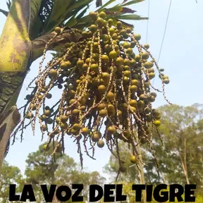 WWW.LAVOZDELTIGREHN.COM