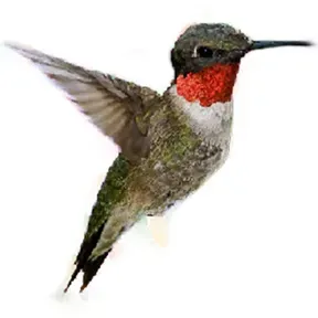 COLIBRI CUBANO