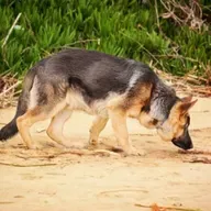 Março amarelo: mês de conscientização da doença renal crônica em cães e gatos