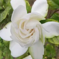 Lo que Dios a unido...