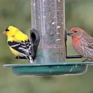 Finches Singing Over the Sidewalk