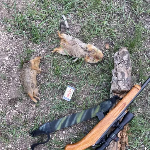 Top Varmint Cartridges - a Recast