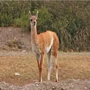 Radio las vicuñas