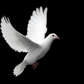 DOVE Ministries