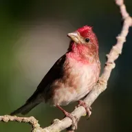 An Ever-Growing Library of Bird Sounds