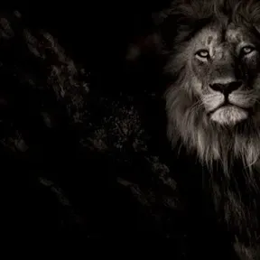 LION HEART RADIO