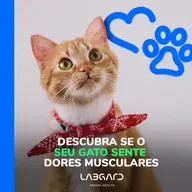Episódio 74 - Descubra se o seu gatinho sente dores musculares!
